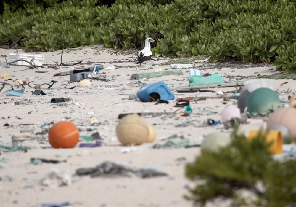 Seagull stands among trash-covered beaches of Henderson Island