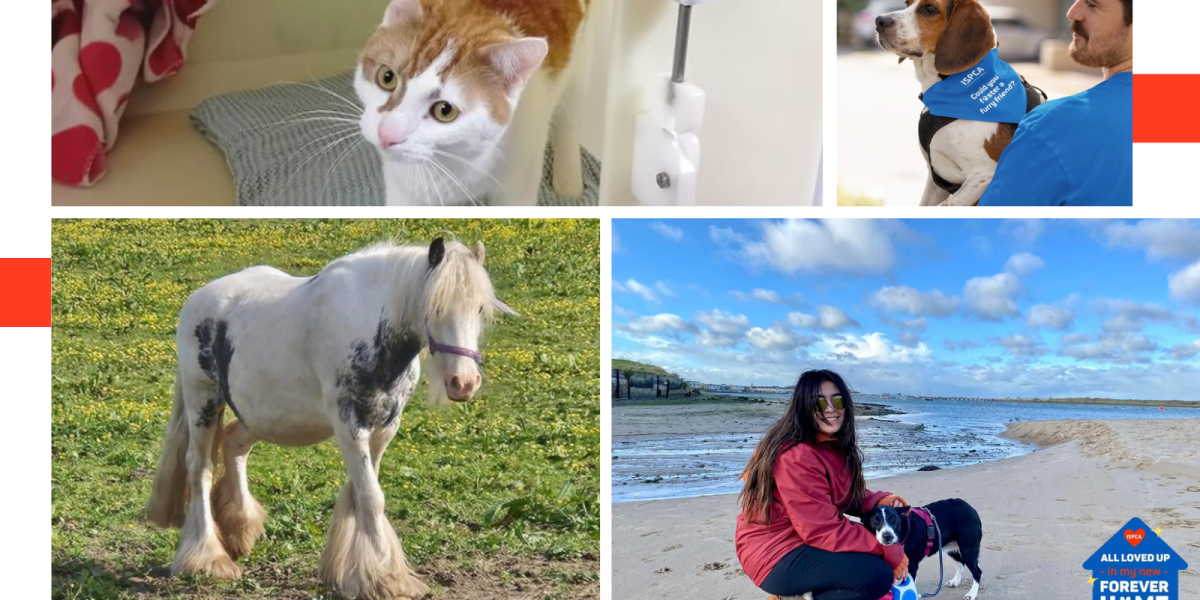 Irish Society for Prevention of Cruelty to Animals: <em> Leading Ireland’s Commitment to Animal Rescue and Welfare </em>