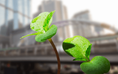 U.S. Giving to Canada: Taking Advantage of a Growing Trend