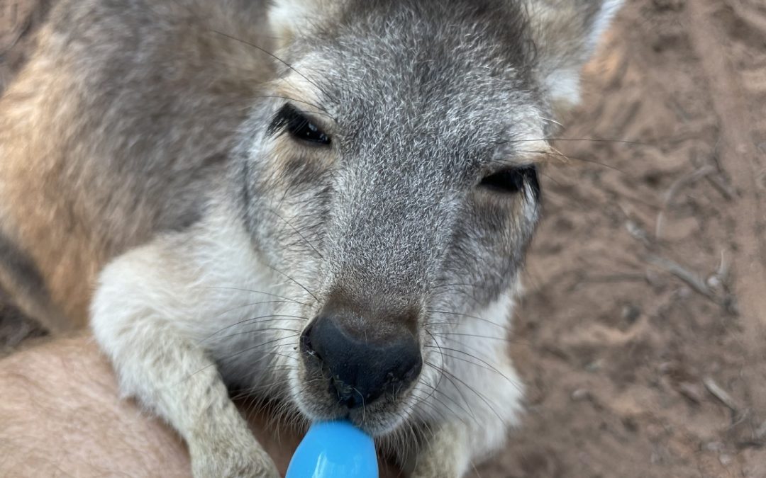 Kangaroo Haven: Healing Wildlife, Empowering Youth