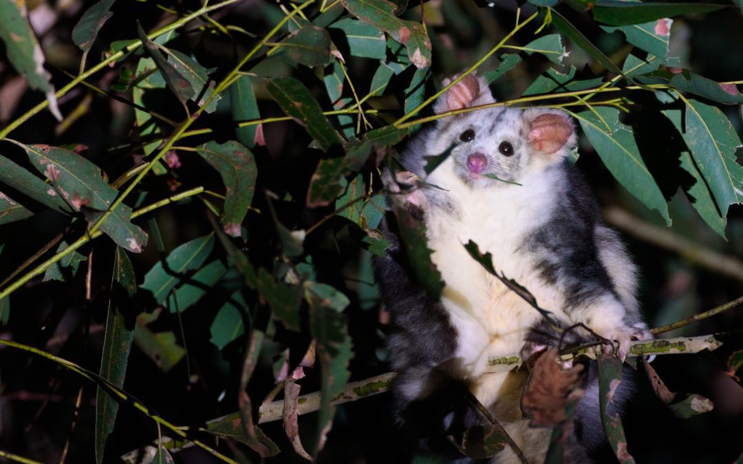 Securing Long-Term Protection for a Valuable Habitat