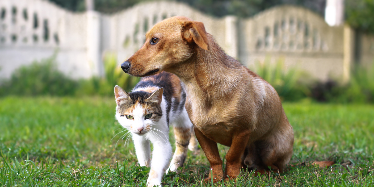 A dog and cat standing together - Paw-ssionate about Animal Rights
