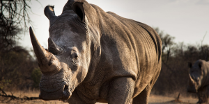 A rhino walking - A Conservation Success Story