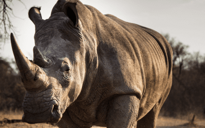 A Conservation Success Story