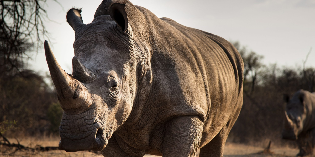 A rhino walking - A Conservation Success Story