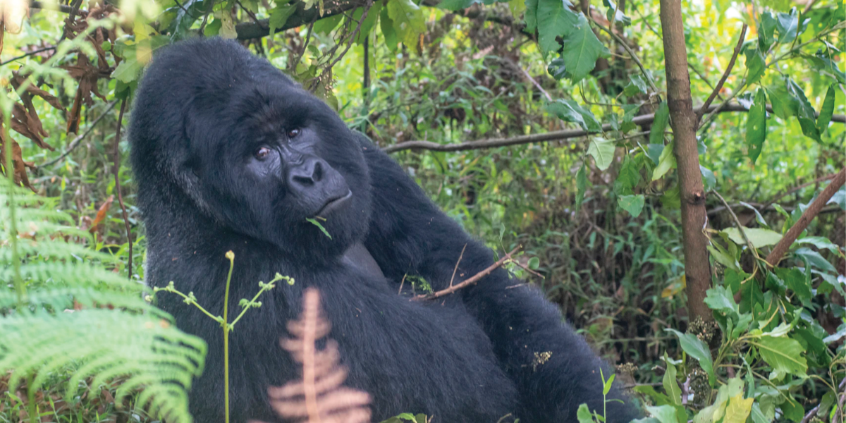 An endangered mountain gorilla - Protecting a Treasure in the Heart of Africa