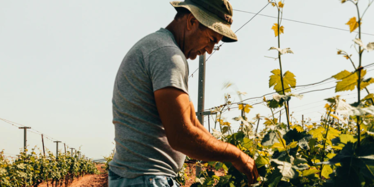 Man tending plants - The Fight Against Hunger in Argentina