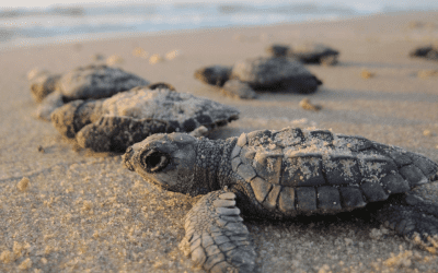 Saving Sea Turtles, A Reason to Shell-ebrate