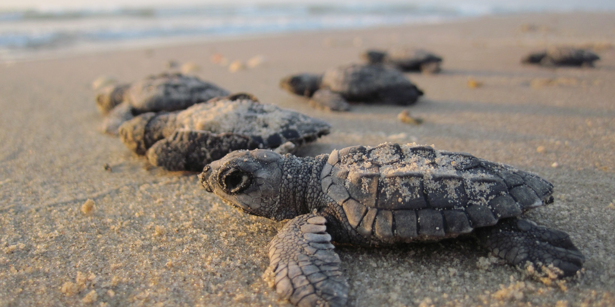 Sea turtles on a beach - Saving Sea Turtles, A Reason to Shell-ebrate